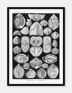 muslinger  |  ERNST HAECKEL - decoARTE