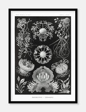 Indlæs billede til gallerivisning skimmel  |  ERNST HAECKEL - decoARTE
