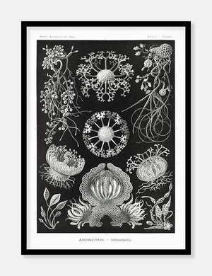 skimmel  |  ERNST HAECKEL - decoARTE