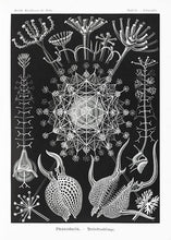 Indlæs billede til gallerivisning plankton  |  ERNST HAECKEL - decoARTE
