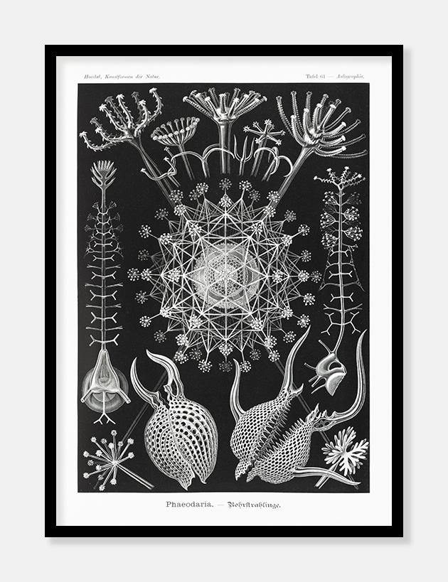 plankton  |  ERNST HAECKEL - decoARTE