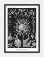 plankton  |  ERNST HAECKEL - decoARTE