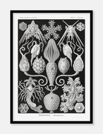 plankton  |  ERNST HAECKEL - decoARTE