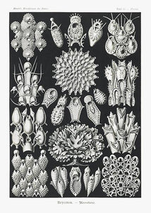 havdyr  |  ERNST HAECKEL - decoARTE