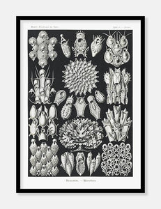 havdyr  |  ERNST HAECKEL - decoARTE