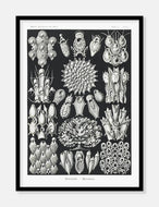 havdyr  |  ERNST HAECKEL - decoARTE