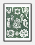 svampe  |  ERNST HAECKEL - decoARTE