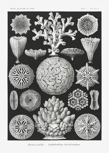 koraller  |  ERNST HAECKEL - decoARTE