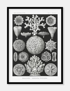 koraller  |  ERNST HAECKEL - decoARTE