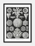 koraller  |  ERNST HAECKEL - decoARTE