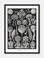 plankton  |  ERNST HAECKEL - decoARTE