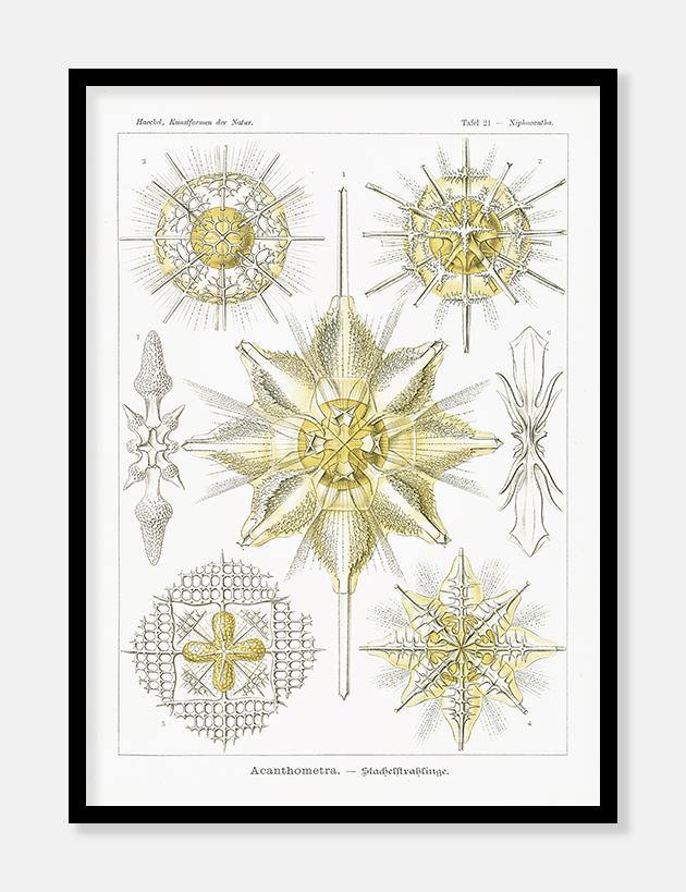 havdyr  |  ERNST HAECKEL - decoARTE