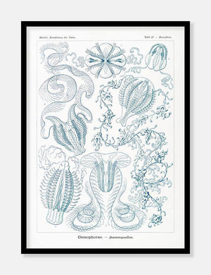 gobler  |  ERNST HAECKEL - decoARTE