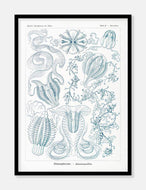 gobler  |  ERNST HAECKEL - decoARTE