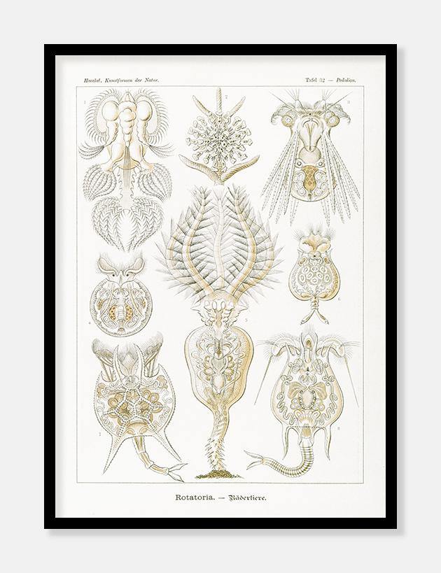 mikrodyr  |  ERNST HAECKEL - decoARTE