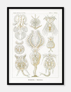 mikrodyr  |  ERNST HAECKEL - decoARTE