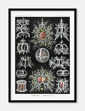havdyr  |  ERNST HAECKEL - decoARTE