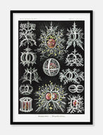 havdyr  |  ERNST HAECKEL - decoARTE