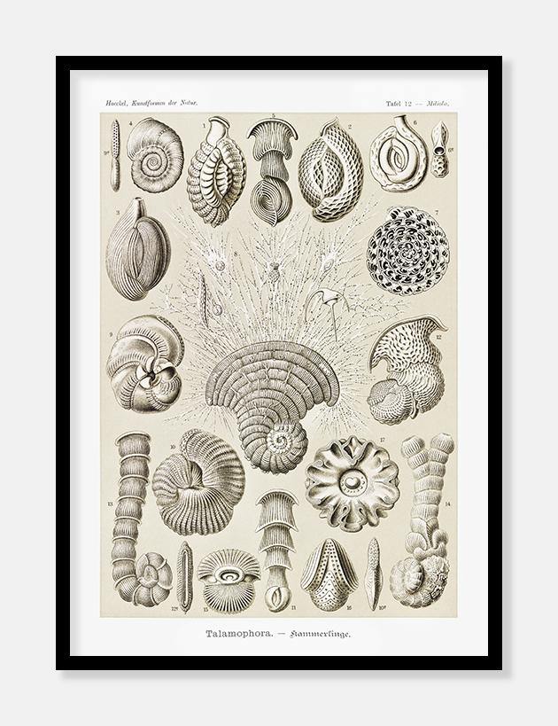 konkylier  |  ERNST HAECKEL - decoARTE
