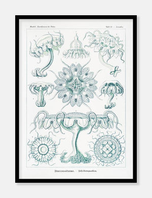 gobler  |  ERNST HAECKEL - decoARTE