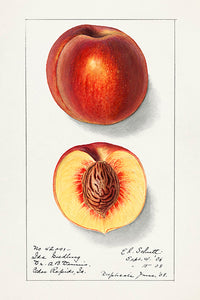 10 frugtkort