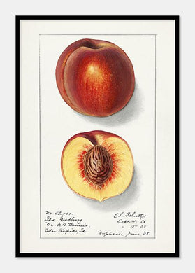 nektariner  |  ELLEN ISHAM SCHUTT - decoARTE