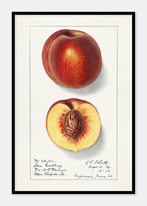 nektariner  |  ELLEN ISHAM SCHUTT - decoARTE
