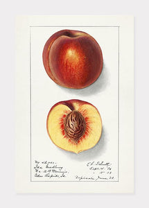 nektariner  |  ELLEN ISHAM SCHUTT - decoARTE