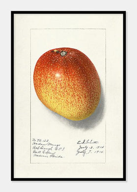 mango  |  ELLEN ISHAM SCHUTT - decoARTE