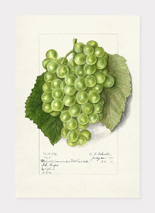 vindruer  |  ELLEN ISHAM SCHUTT - decoARTE