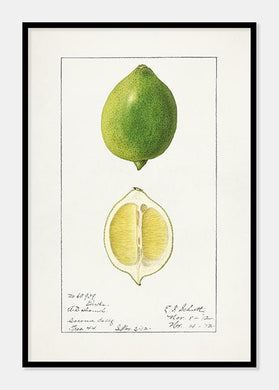 limefrugt  |  ELLEN ISHAM SCHUTT - decoARTE