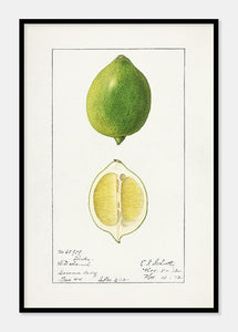 limefrugt  |  ELLEN ISHAM SCHUTT - decoARTE