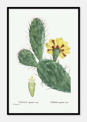cactus opuntia tuna  |  PIERRE-JOSEPH REDOUTÉ - decoARTE