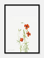 valmuer  |  MARY VAUX WALCOTT - decoARTE