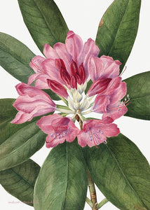 rhododendron  |  MARY VAUX WALCOTT - decoARTE