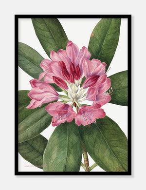 rhododendron  |  MARY VAUX WALCOTT - decoARTE