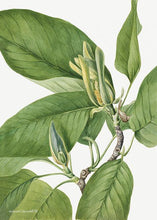 Indlæs billede til gallerivisning magnolia  |  MARY VAUX WALCOTT - decoARTE
