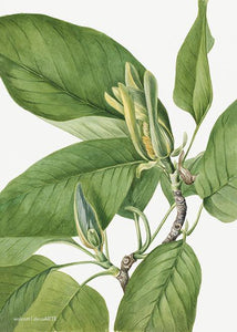 magnolia  |  MARY VAUX WALCOTT - decoARTE