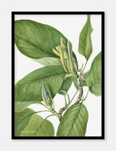 Indlæs billede til gallerivisning magnolia  |  MARY VAUX WALCOTT - decoARTE

