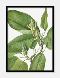 magnolia  |  MARY VAUX WALCOTT - decoARTE
