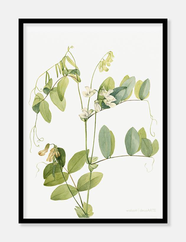 ærteblomster  |  MARY VAUX WALCOTT - decoARTE
