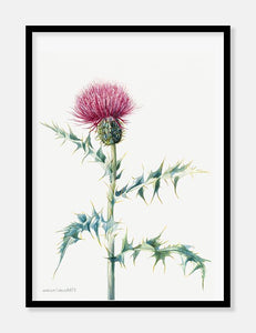 tidsel  |  MARY VAUX WALCOTT - decoARTE