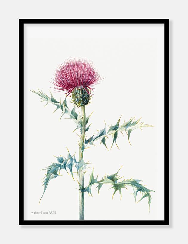 tidsel  |  MARY VAUX WALCOTT - decoARTE