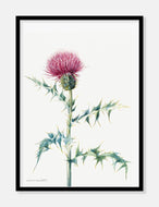 tidsel  |  MARY VAUX WALCOTT - decoARTE
