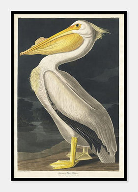 hvid pelikan  |  JOHN JAMES AUDUBON - decoARTE