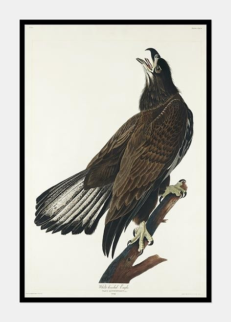 ørn  |  JOHN JAMES AUDUBON - decoARTE