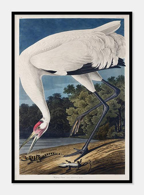trompetertrane  |  JOHN JAMES AUDUBON - decoARTE