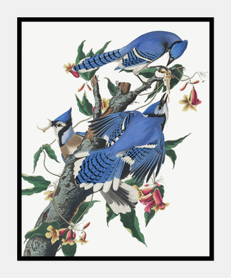 blå skovskade  |  JOHN JAMES AUDUBON - decoARTE