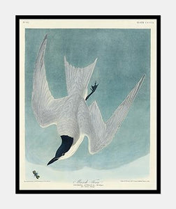 terne  |  JOHN JAMES AUDUBON - decoARTE