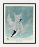 terne  |  JOHN JAMES AUDUBON - decoARTE